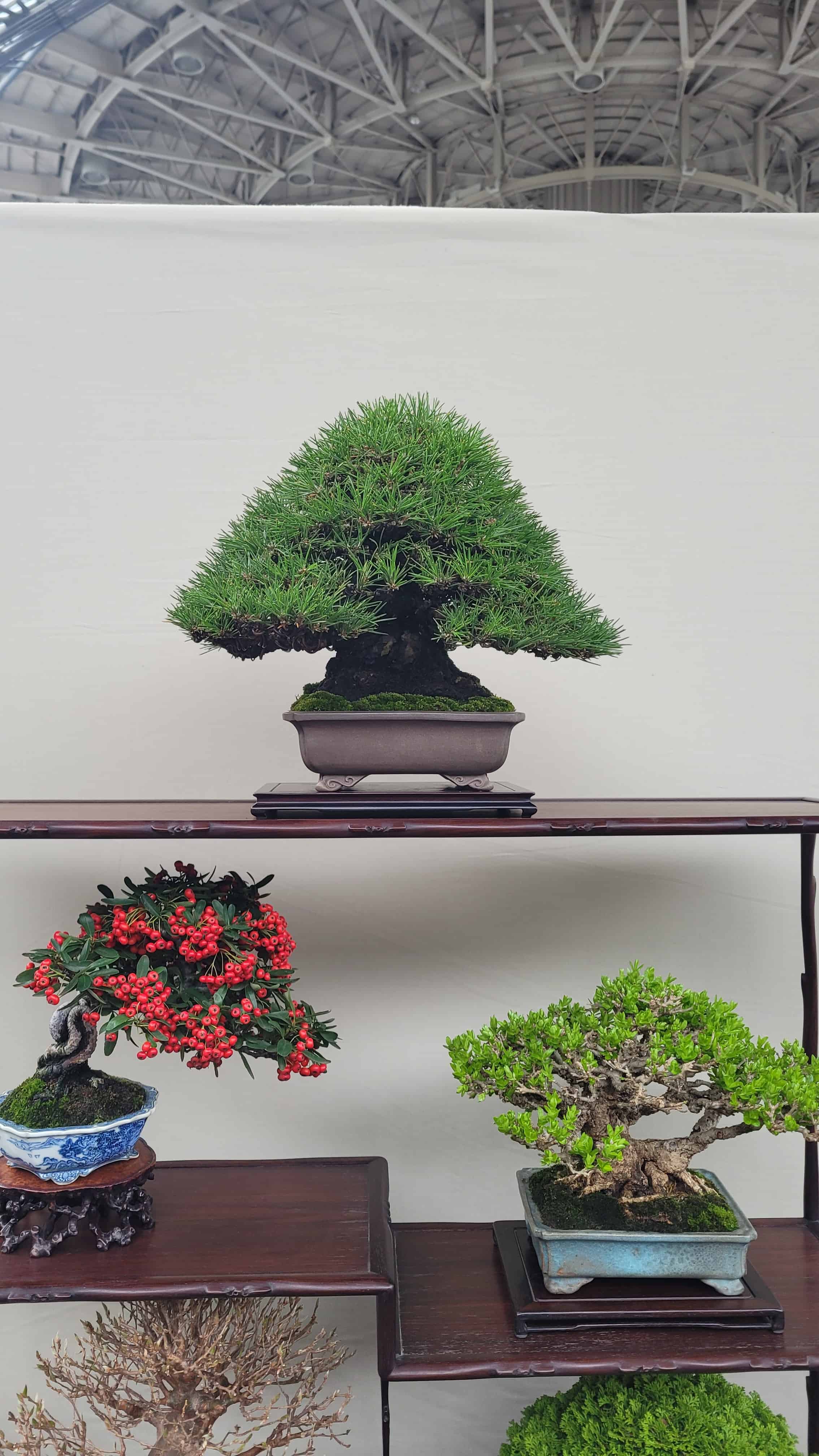 A pine bonsai tree from osaka show in Japan